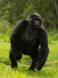 gorilla 1